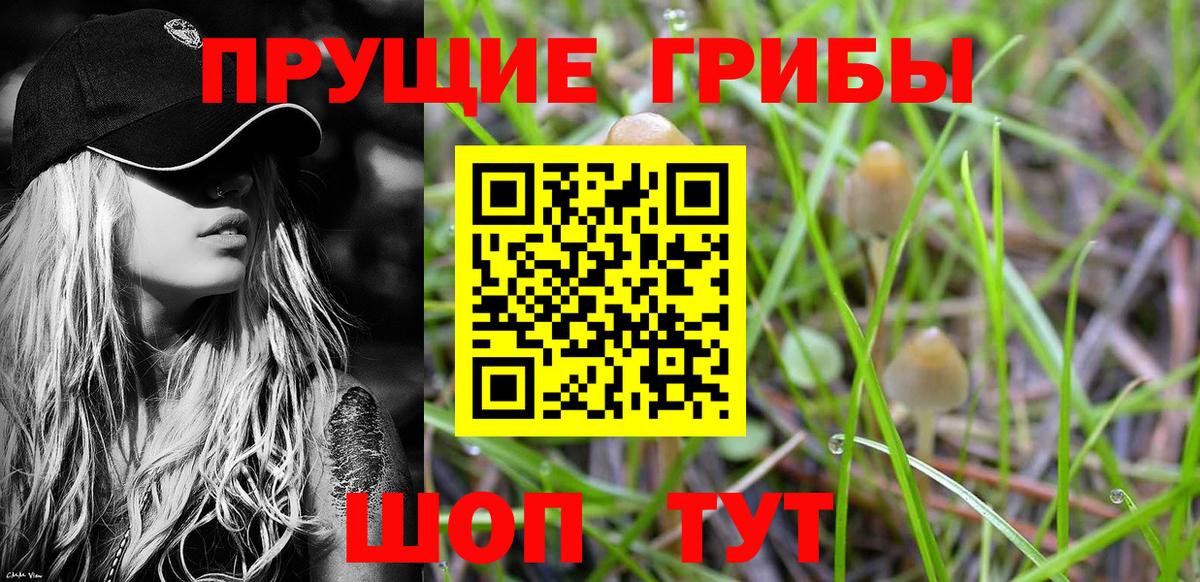 Псилоцибиновые грибы Psilocybe Алапаевск